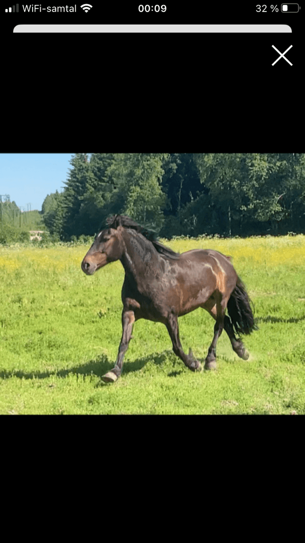 Bild 1 av Mitt Hjärtas Lilja