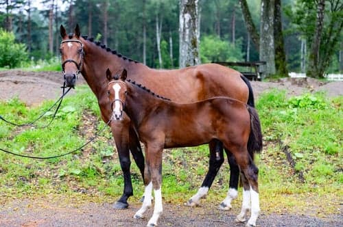 Bild av Chans!!! 6årigt sto med mycket fin stam!