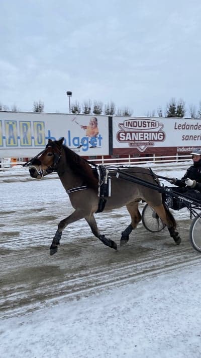 Inlägg 57 av Trav