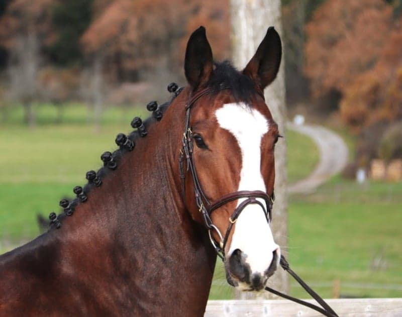 Bild 2 av Herrlicher Sportler mit grosser Zukunft