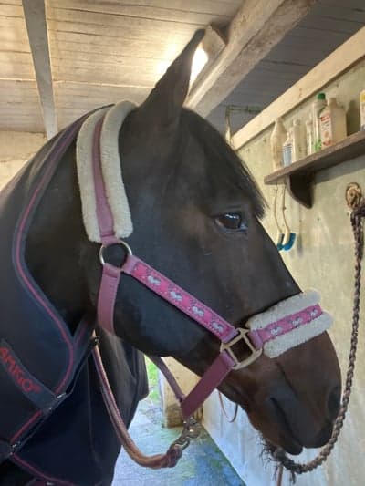 Inlägg 5 av Sportkörning med titeln Finaste grimman!🤩