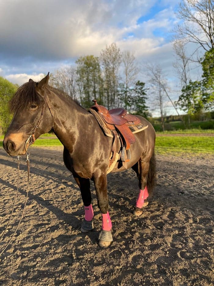 Media 7 av Dale martin western saddle