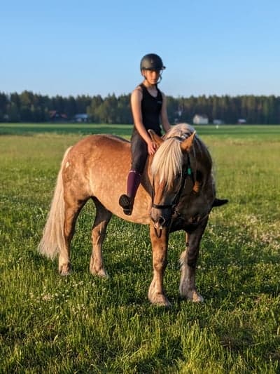 Post 8 of North Swedish Horse with title Sötaste udde😍