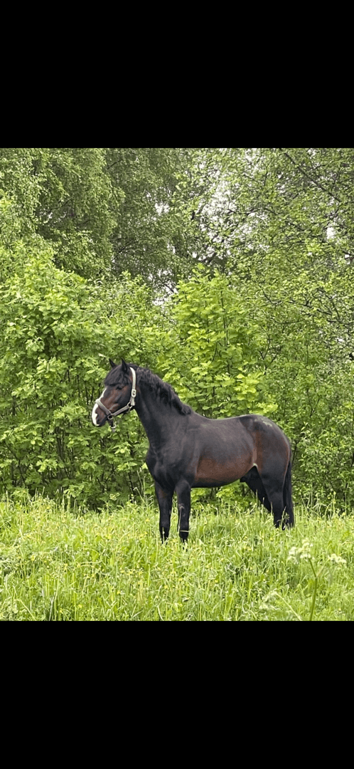 Bild 1 av My Favourite Sparrow