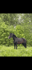 Profilbild av My Favourite Sparrow