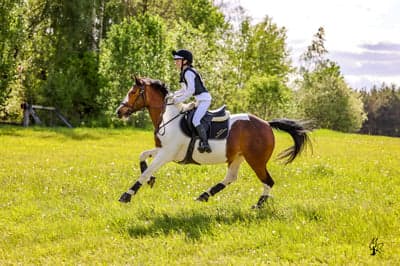 Inlägg 155 av Allround