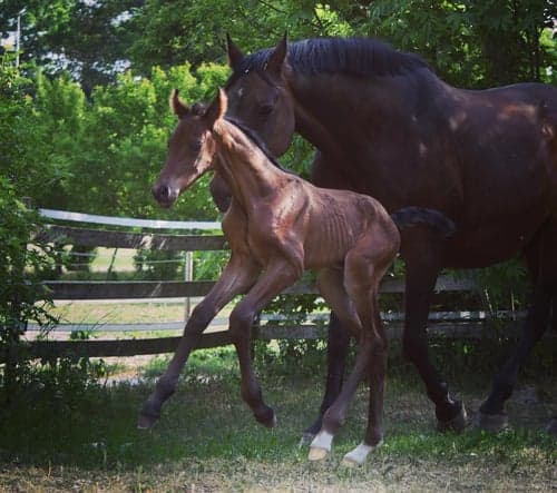 Image of Fantastiskt spänstig & rörlig valack med mycket god exteriör