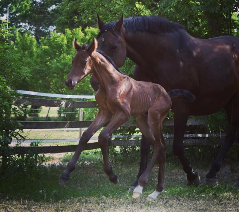 Bild 4 av Johnny Cash MVG