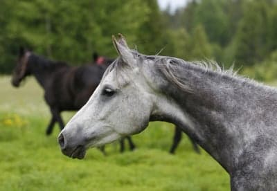Inlägg 15 av Arabiskt Fullblod med titeln Bete