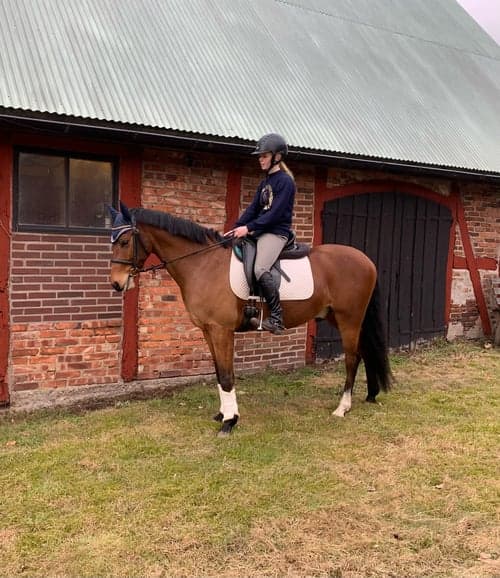 Bild av Lovande allroundponny söker 5 stjärnigt hem ✨