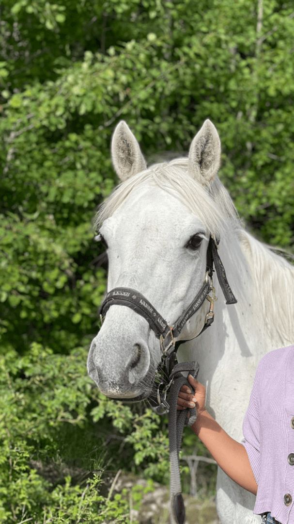 Image 1 of Loughill Rose