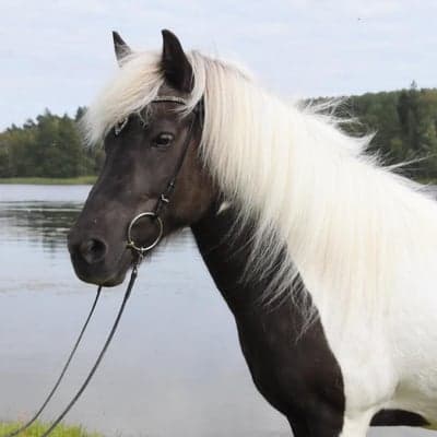 Diva från Klockarefallet