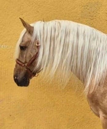 Media 2 av Dance with wolf