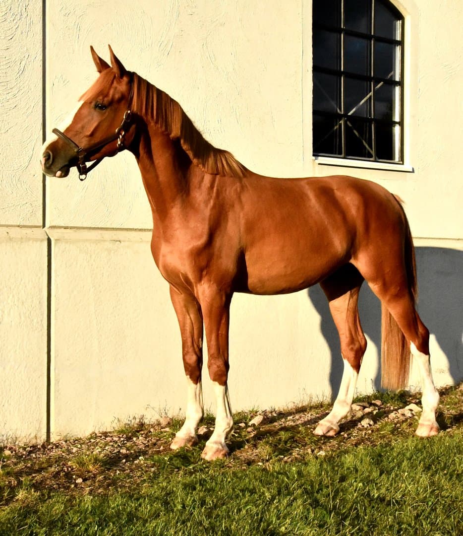 Bild 1 av Ädel treåring
