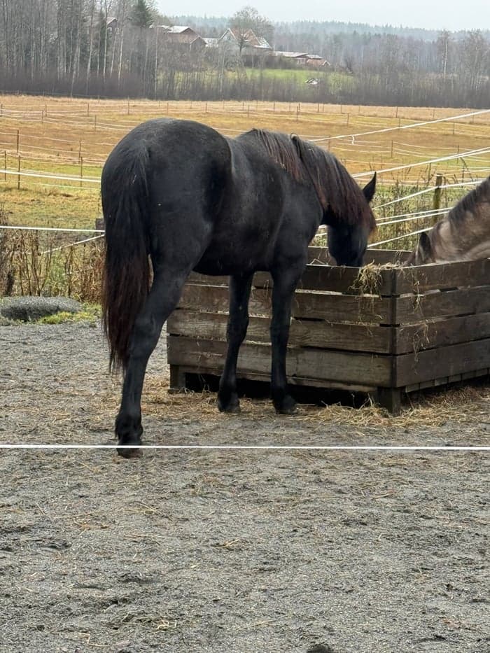 Media 2 av Cupido af Aspa