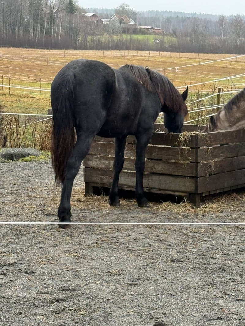 Bild 2 av Cupido af Aspa