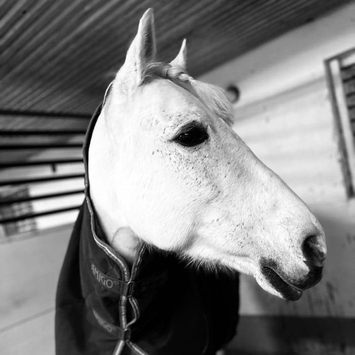 Media 1 av ArdienteVII