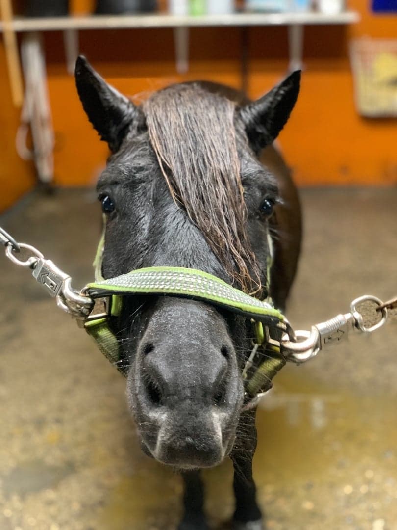 Image 1 of Hagstads Titan