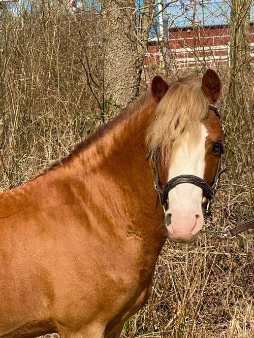 Image of Underbar Welsh mountainhingst i avel 