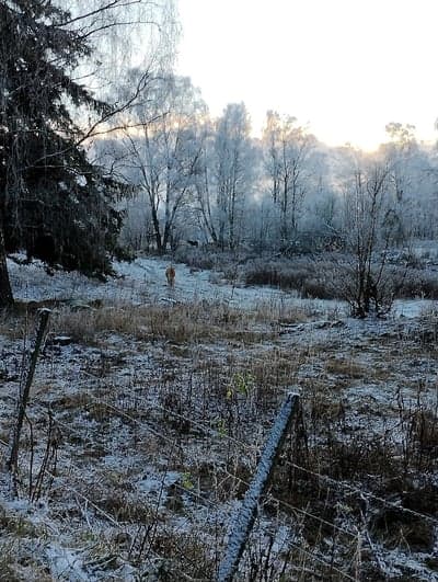 Inlägg 4 av Andalusier med titeln Så fint 