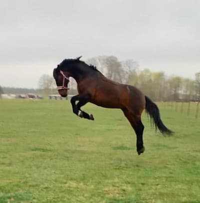 Inlägg 6 av Sportkörning med titeln Bus i hagen!🤩