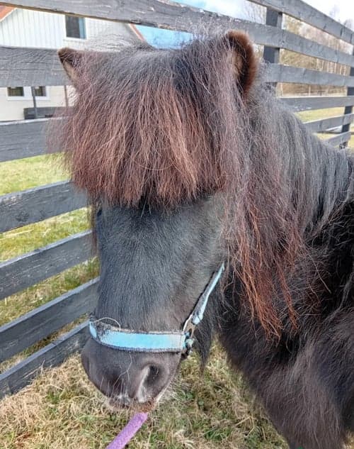 Bild av Snälla Conny söker ny familj