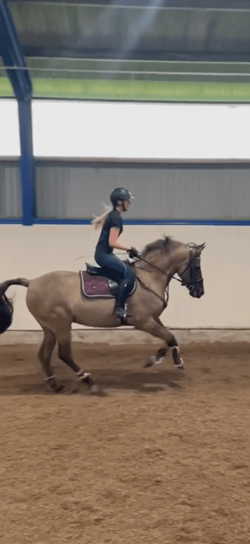 Media 7 av Mustang söker medryttare