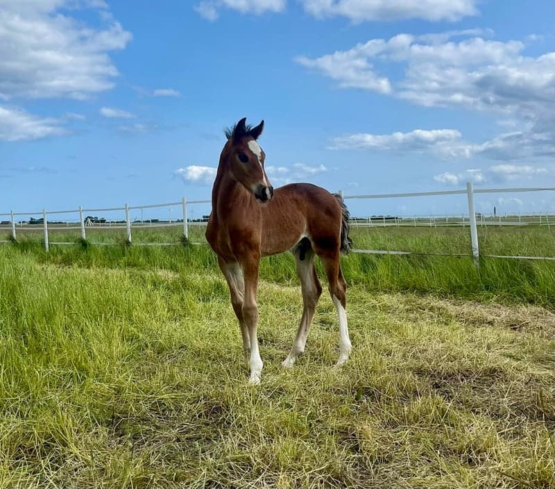 Bild 2 av Chip Sparrow