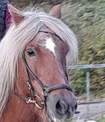 Media 1 av Thor