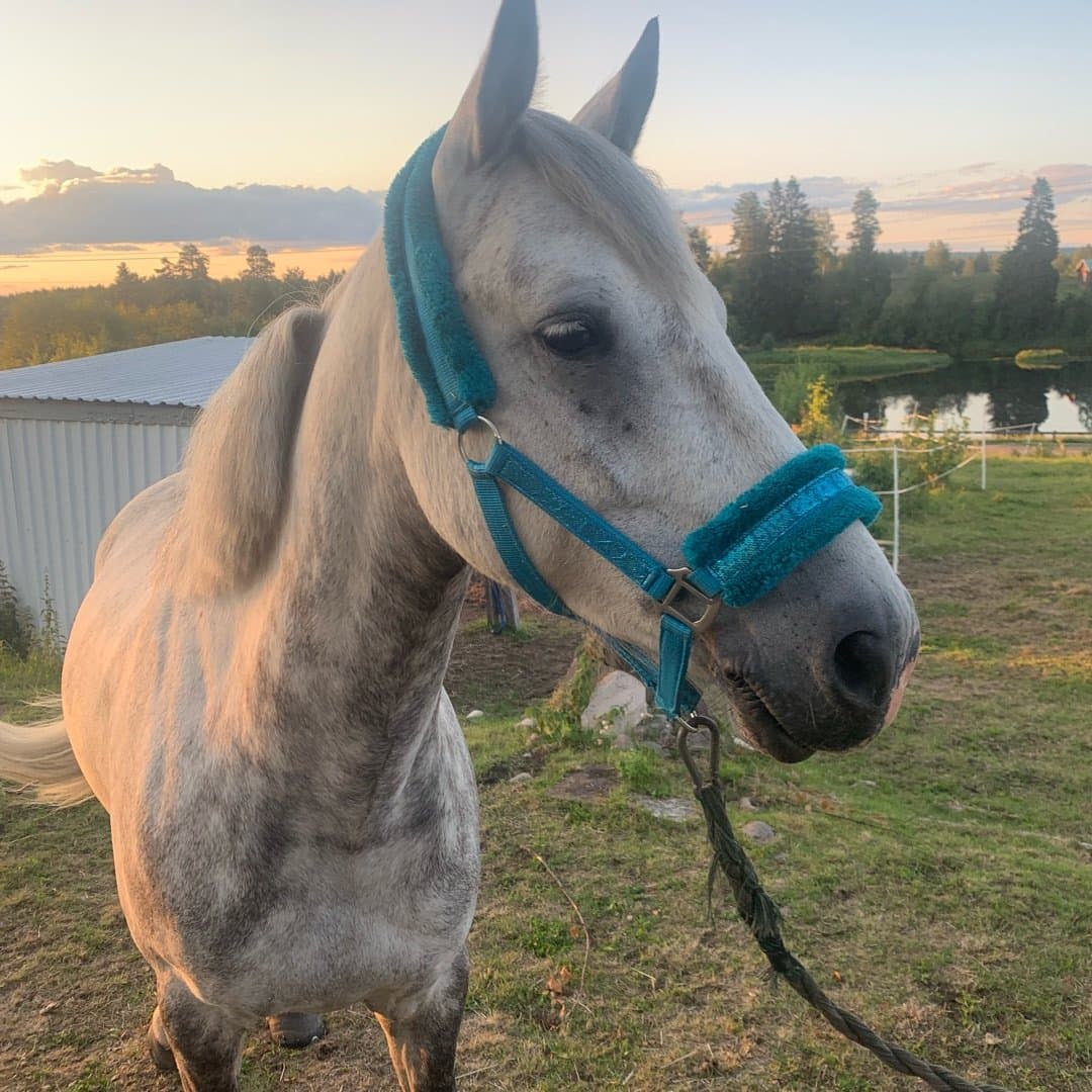 Bild 1 av Willy's Shadow