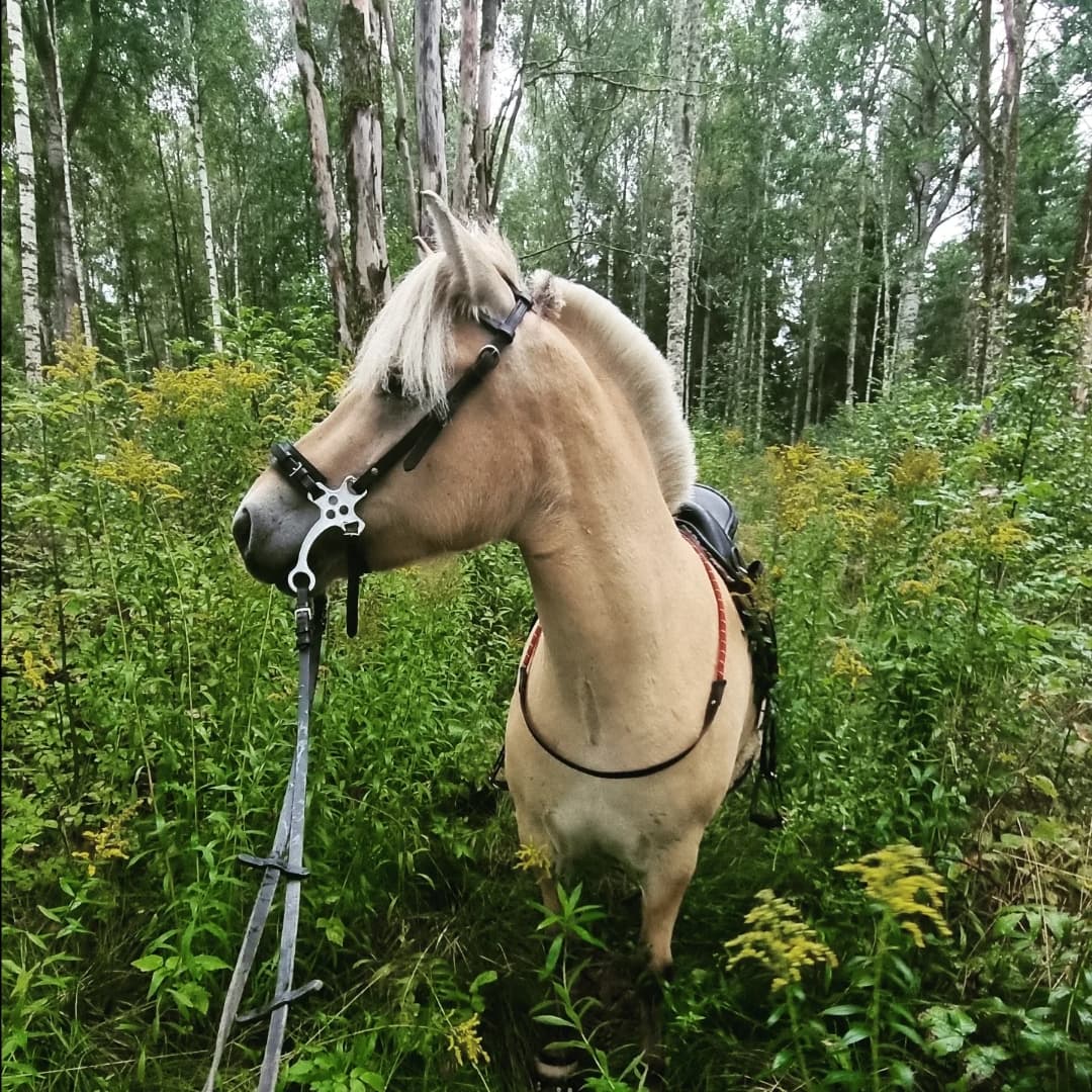 Bild 1 av Troll Tina