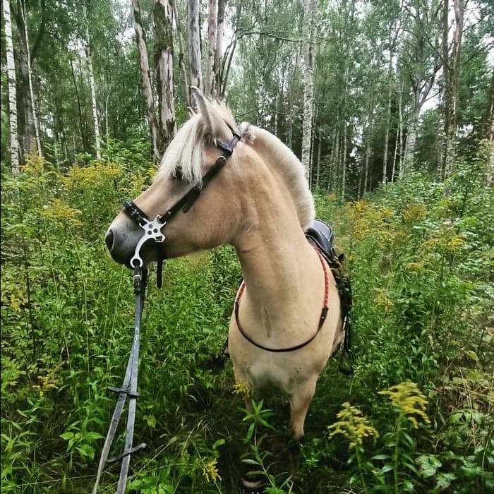 Media 1 av Troll Tina