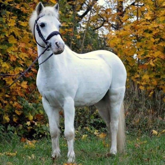 Media 1 av Its Little Jill