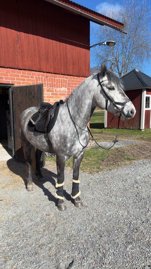 Bild av Dröm ponny för framtiden