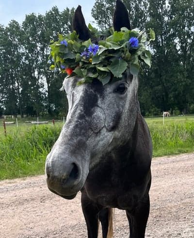 Inlägg 10 av Allround