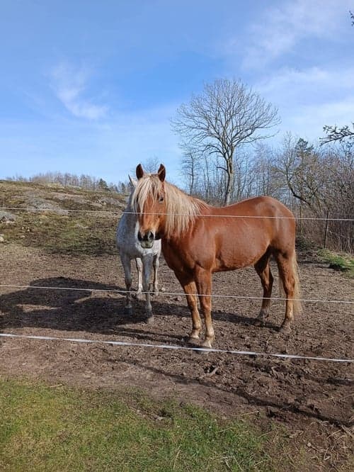Bild av Quartervalack