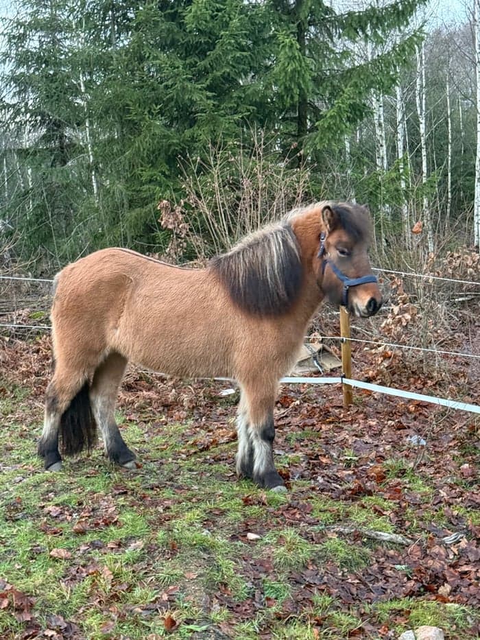Media 5 av Aska från Bergavallen