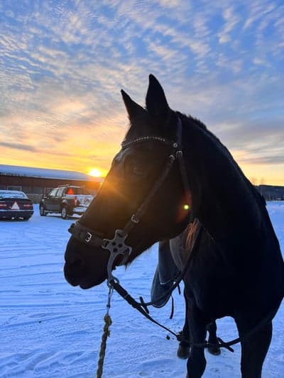 Inlägg 23 av Tysk Sporthäst