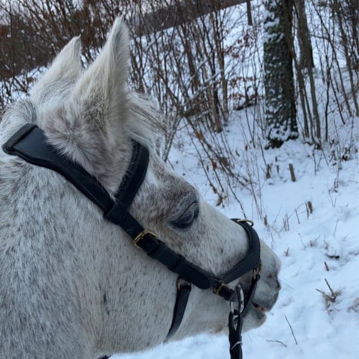 Media 1 of Rolsteds flower power