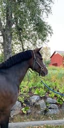 Profilbild av Millicent Lauren