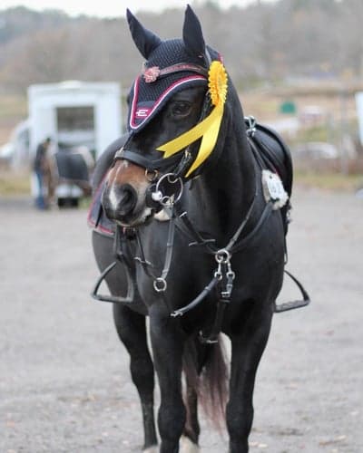 Inlägg 342 av Hoppning med titeln Söndermarkenscamilla ❤️