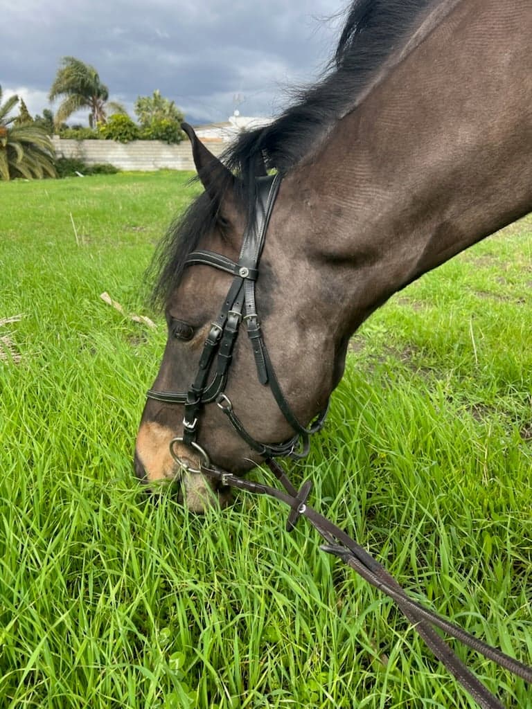 Bild 4 av Snäll förstaponny