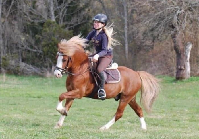 Media 2 of Underbar Welsh mountainhingst i avel 