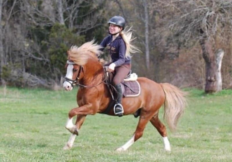 Image 2 of Underbar Welsh mountainhingst i avel 