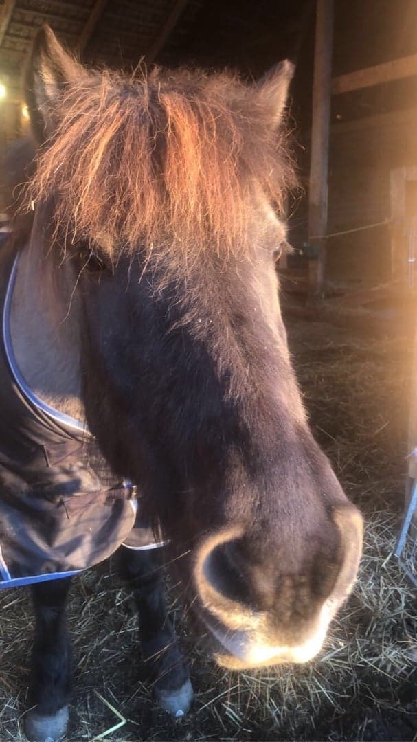 Bild 1 av Gylpt från silverkedjan