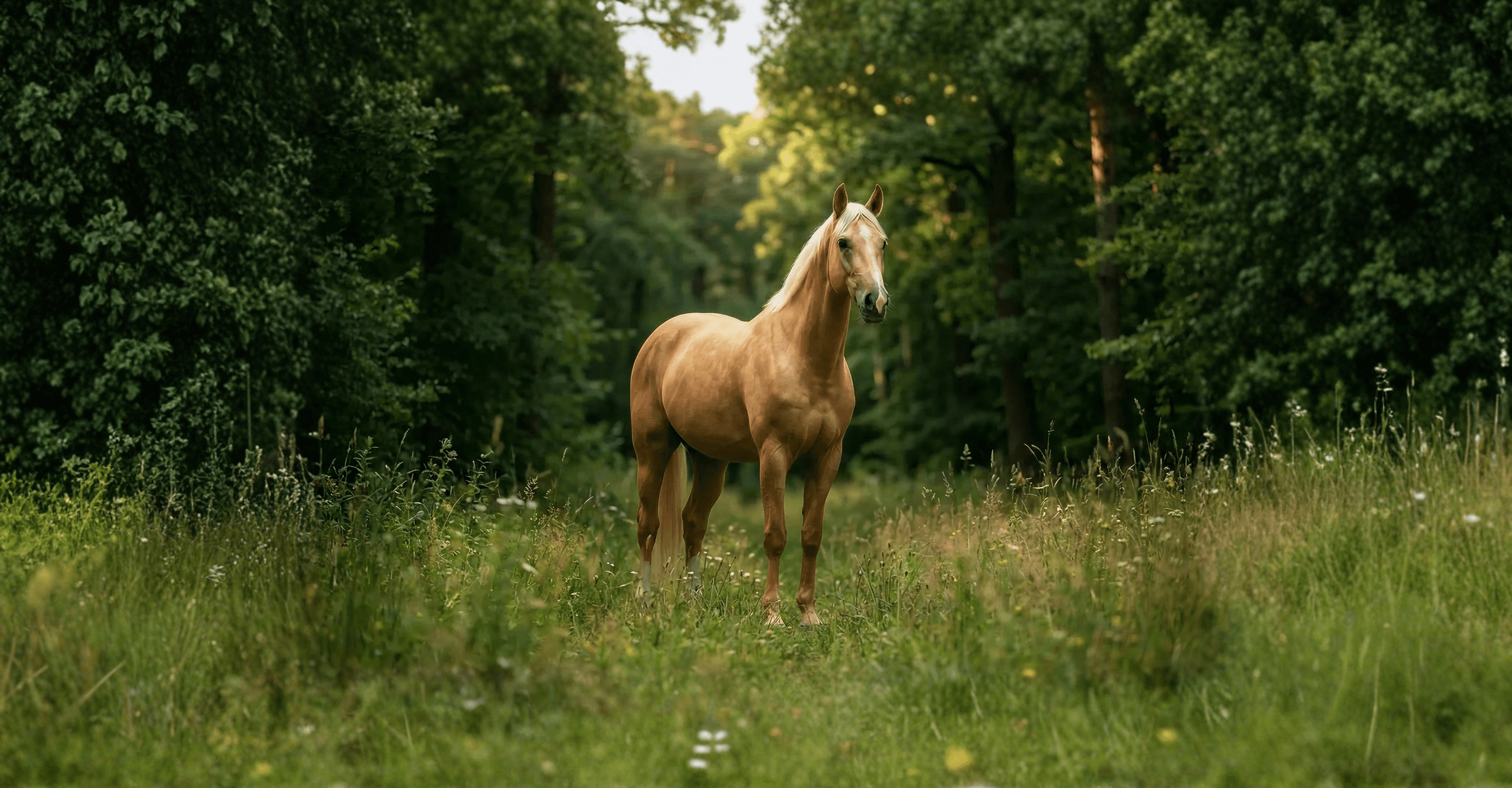 Bild av Tysk Ridponny