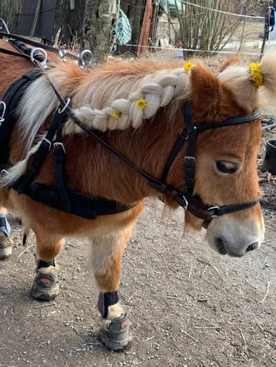 Inlägg 18 av Allround med titeln Ute med vagnen i vårsolen! 