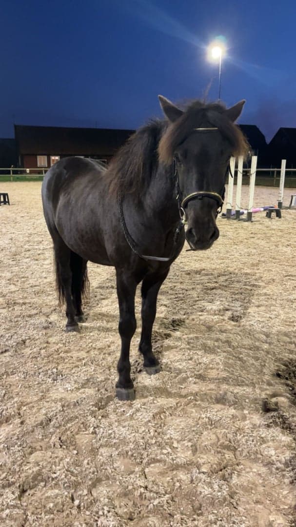 Image 4 of Arnar från Stormbo