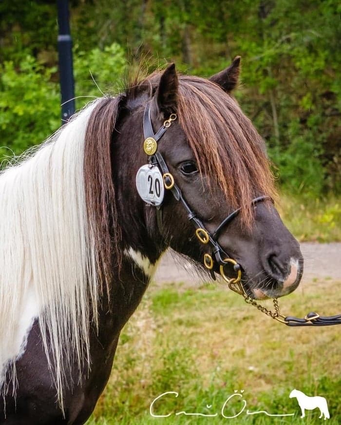 Media 1 av Humledals Rick Tocchet