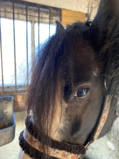 Inlägg 22 av Irish Cob med titeln Pandaaaaa